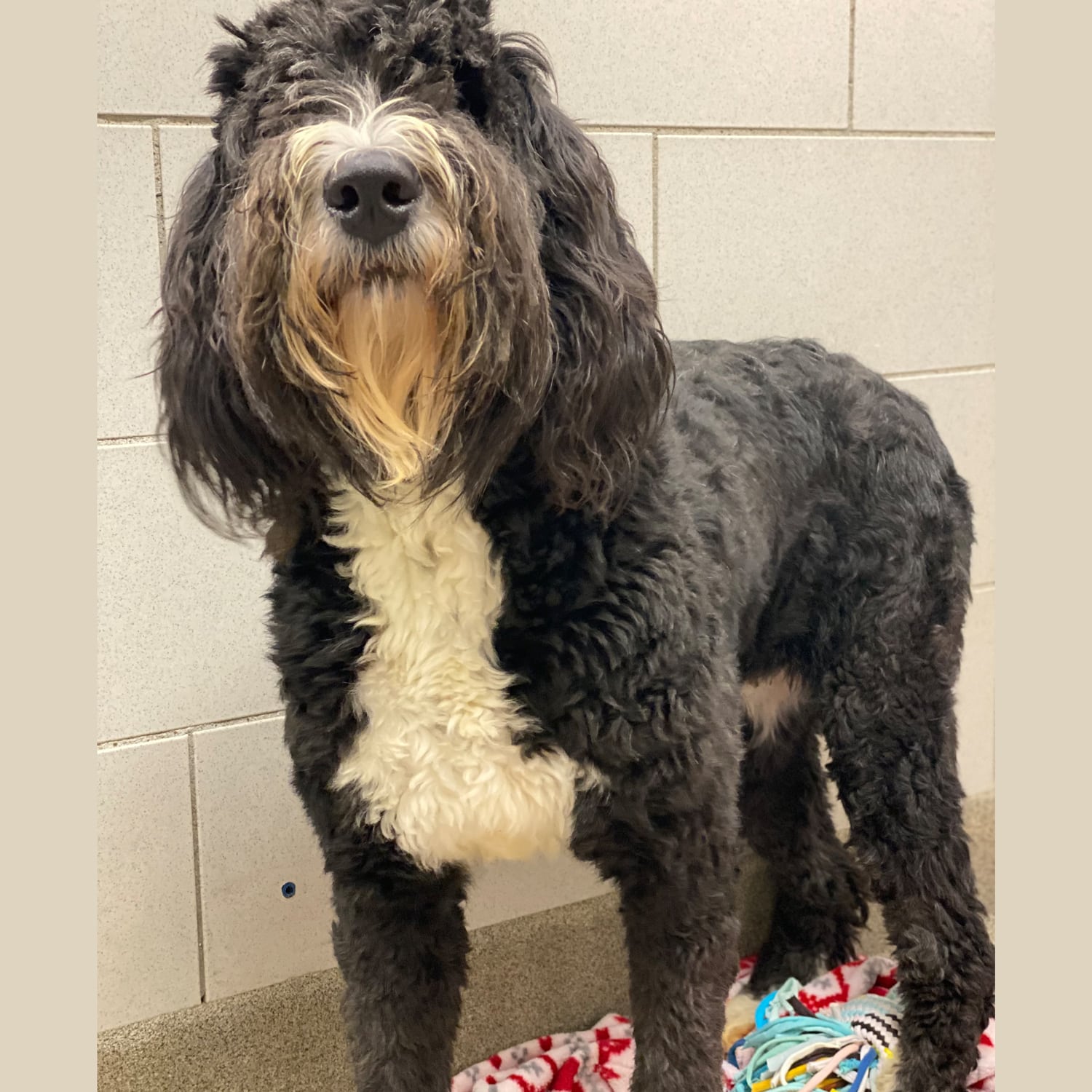 SQProfessor Nashville Humane Association
