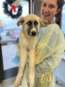 A volunteer holds a puppy that has just arrived at Nashville Humane.