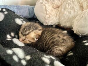 A sleeping neonate kitten.