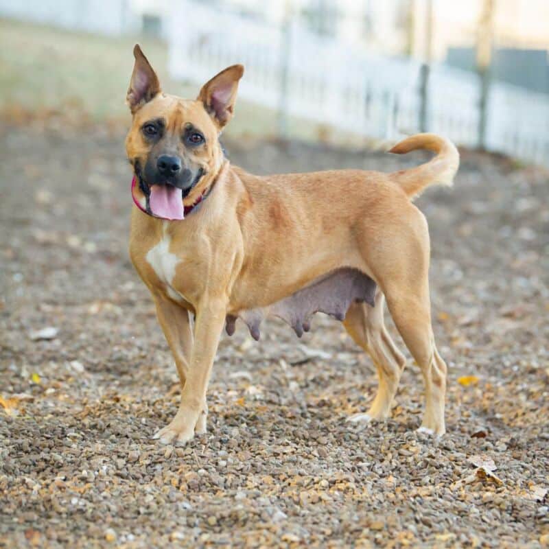 Pawsitive Native Pawsitive Impact Program - Nashville Humane Association