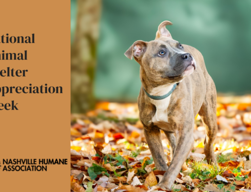 Help us Celebrate National Animal Shelter Appreciation Week!