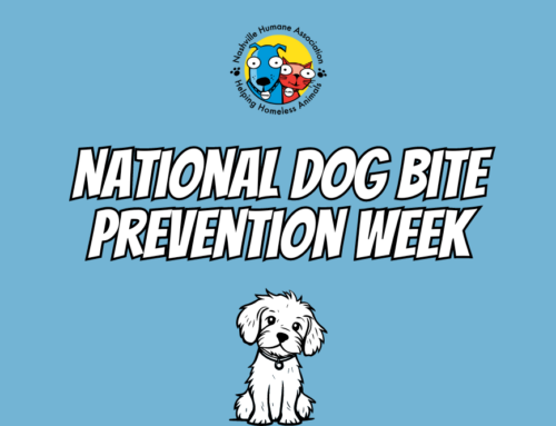 National Dog Bite Prevention Week 2024
