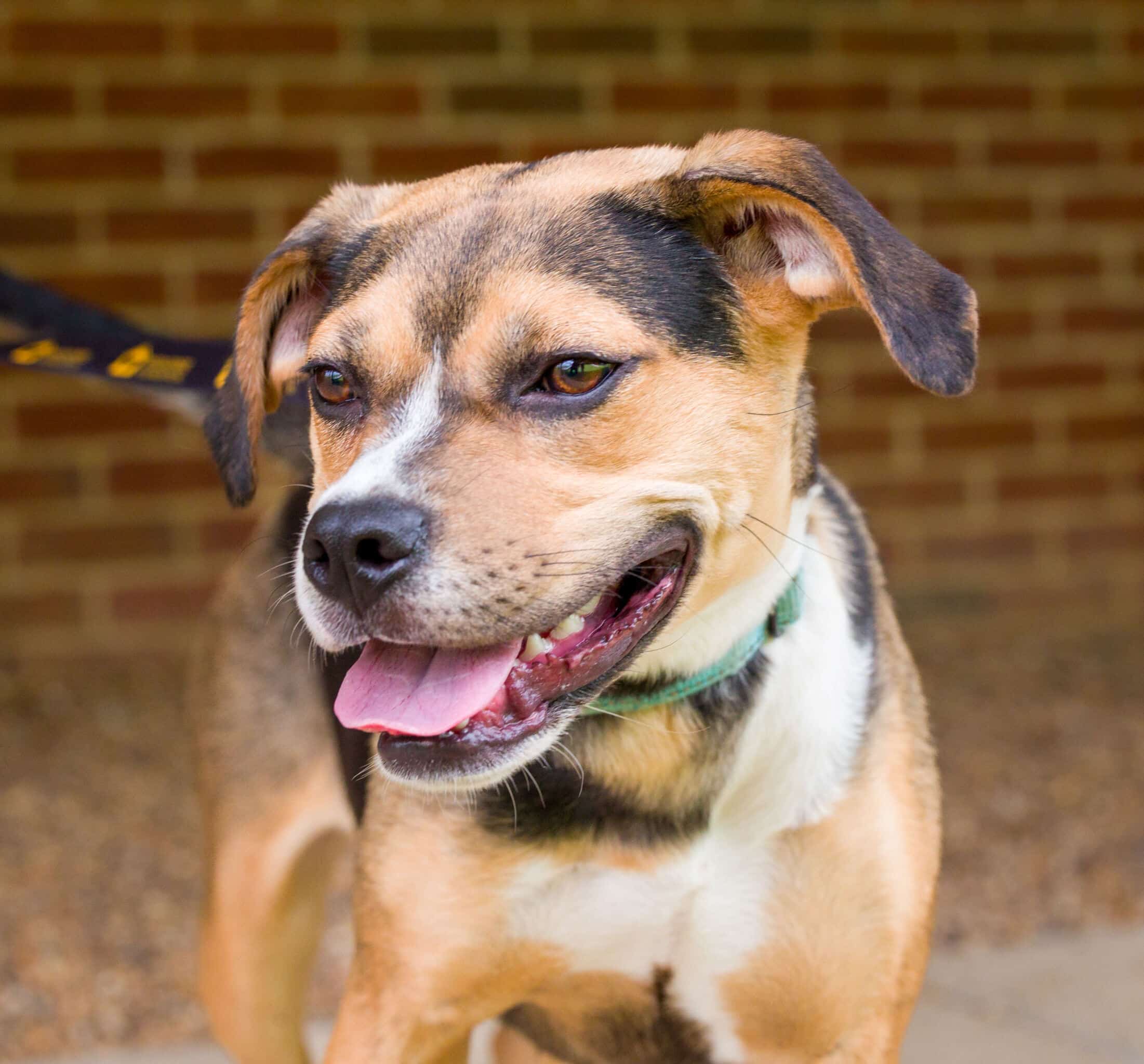 Nashville Humane Association