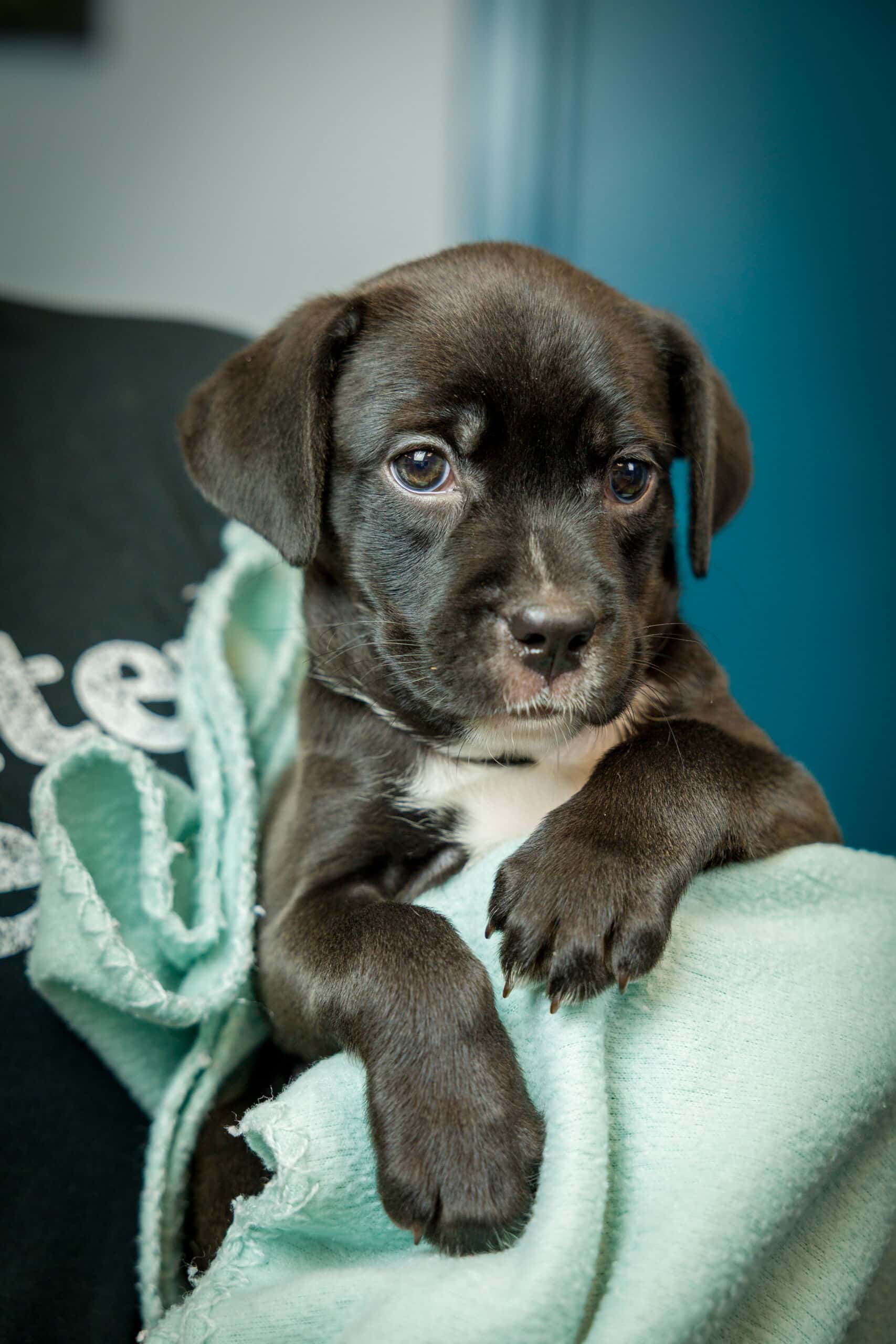 Nashville Humane Association