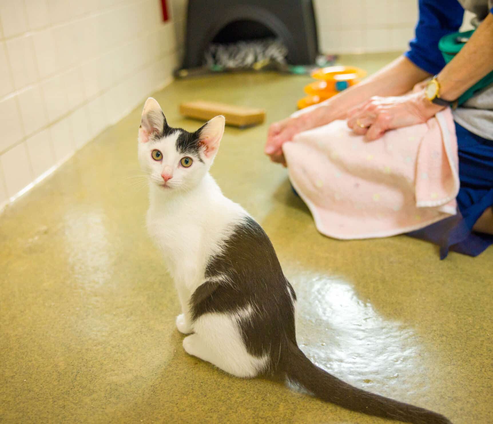 Nashville Humane Association