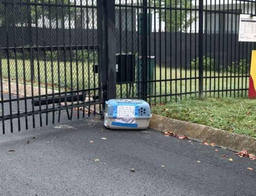 Animal Abandonment Law Change