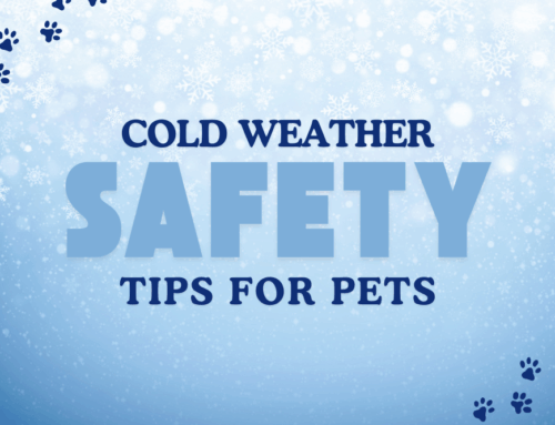 Cold Weather Safety Tips for Pets