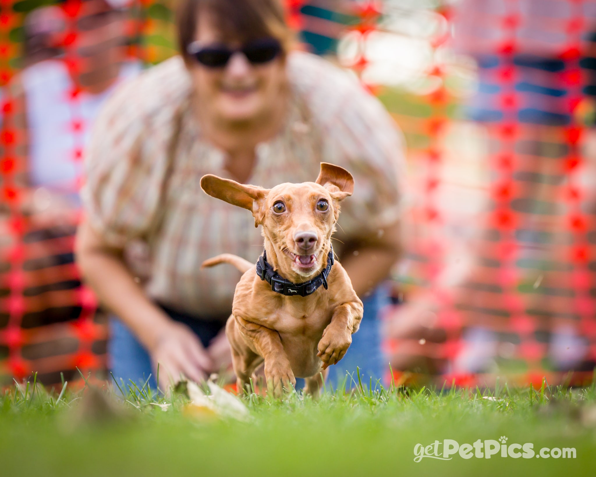 Visitors and a small dog at a previous Nashville Humane Dog Day